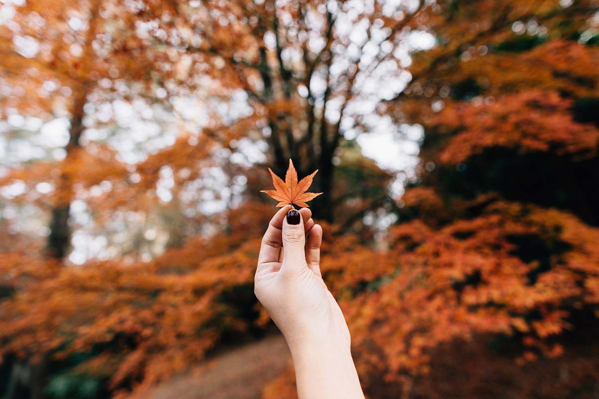 fall wallpapers person showing 7-hand leaf in bokeh photography fall backgrounds
